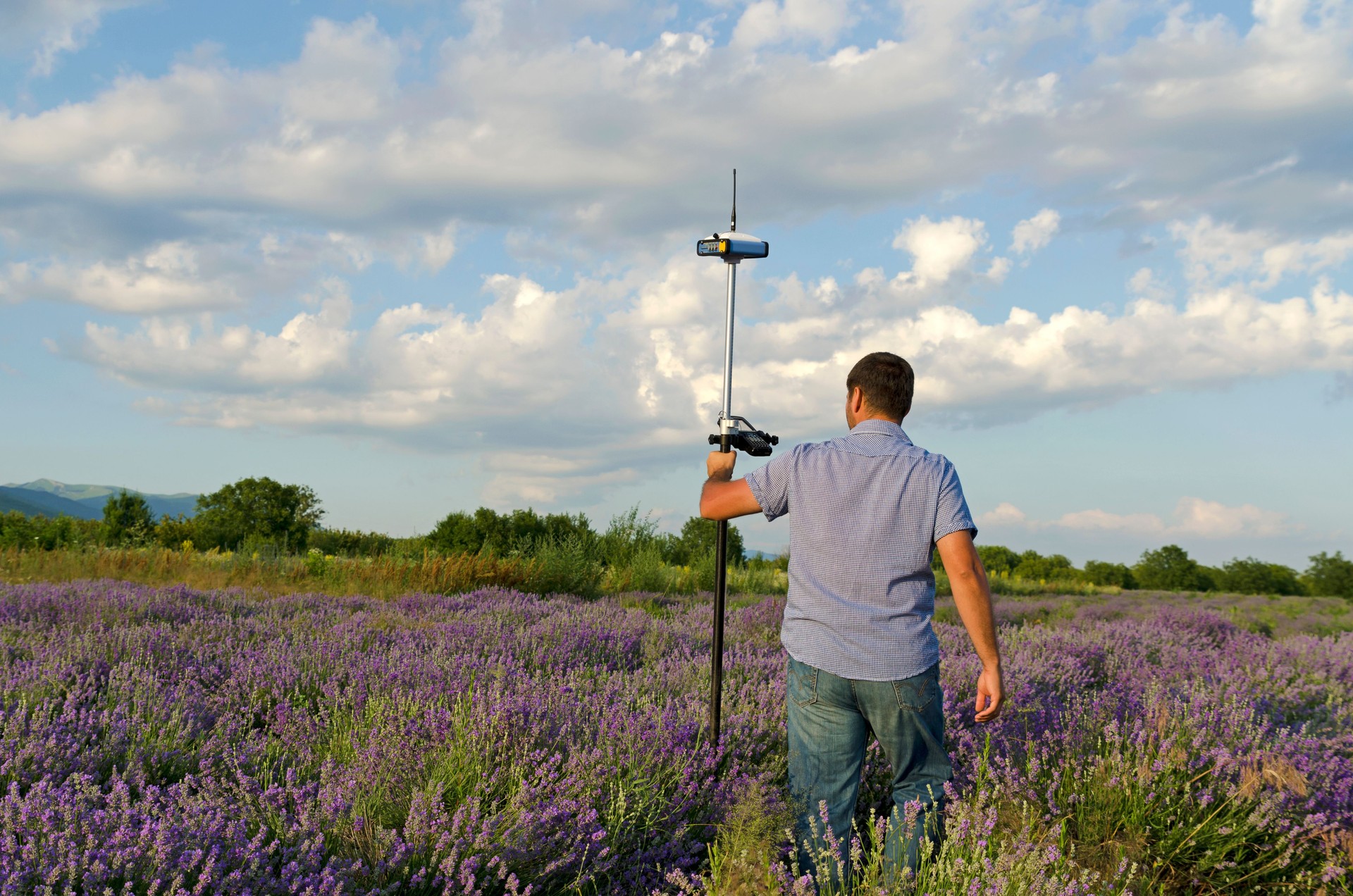 Surveyor walking in a lavender field